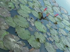 -大湾区中央湿地公园