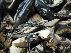 -老字号周记古蔺麻辣鸡·非物质文化遗产传承店