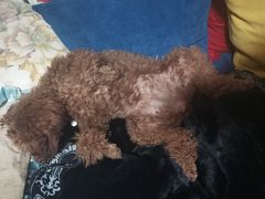 -乖乖乐动物医院(小汤山分院)