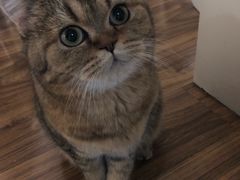 -纳吉亚猫专科动物诊疗中心(蒋宅口分院)