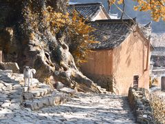 -杨家堂村