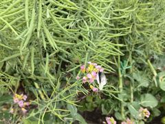 -中国天府农业博览园