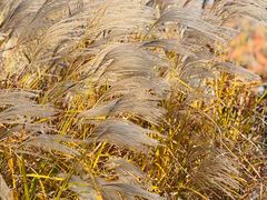 -羊亭河湿地公园