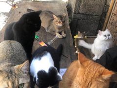 -喵屿·大理花园猫咖