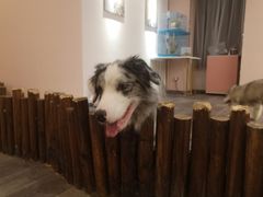 -浣熊柯尔鸭土拨鼠·电玩咖