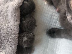 -芭比堂动物医院·犬猫全科·异宠专科(雁塔分院)