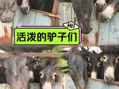 -元鼎宝驴香·全驴宴(江宁店)