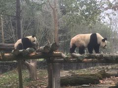 -都江堰中华大熊猫苑