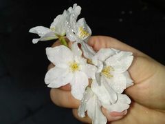 -四川大学(望江校区)