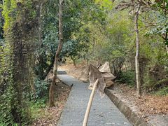 -东莞市大岭山森林公园