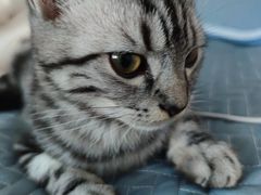 -瑞派长江宠物医院·猫科·外科·24小时夜护(谊城公寓分院)