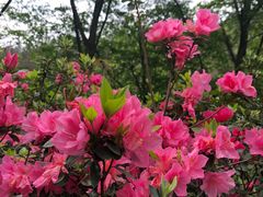 -木兰云雾山