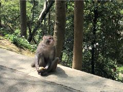 -黔灵山公园