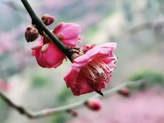 -新建村梅花