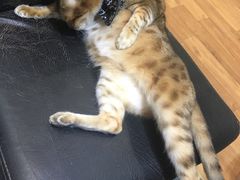 -猫色咖啡·猫咖