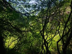 -秦岭终南山世界地质公园翠华山景区