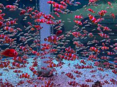 -海合安成都极地海洋公园