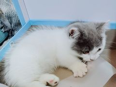 -屋虎猫馆(宝安大仟里店)
