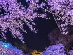 -武汉大学-樱园