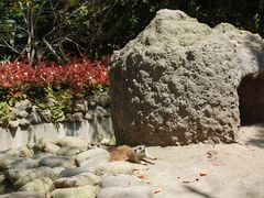 -上海野生动物园