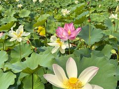 -莲花池公园
