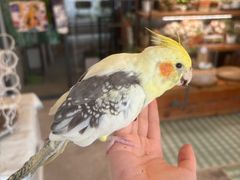 -吉丁鸟咖·异宠·寄养