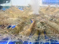 -大众海鲜(巨龙北路店)