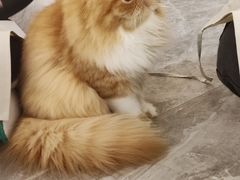 -More Fun猫咖 二十只万元加菲主题
