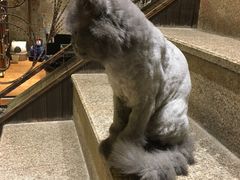 -more than meow吴止猫主题餐厅(承德 中船汇店)