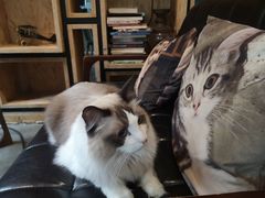 -咖法森林·咖啡  酒吧(天河店)