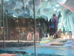 -帝企鹅自助餐厅•儿童岛•真企鹅(长隆企鹅酒店)