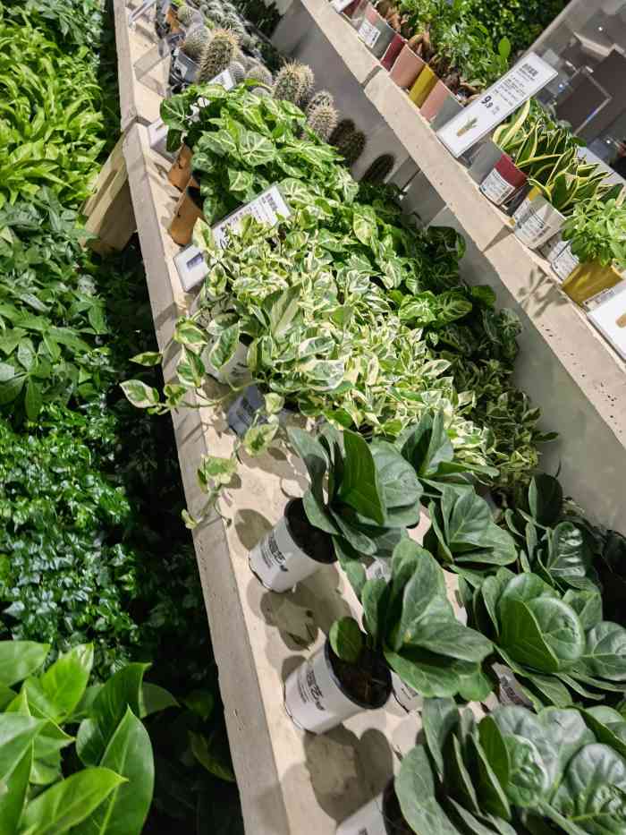 鹿岛园艺(朝天门来福士店)-"太喜欢这种店铺了,店铺非常大,禄植超多,.