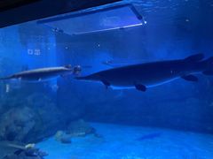 -烟台海昌鲸鲨海洋公园