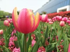 -上海鲜花港