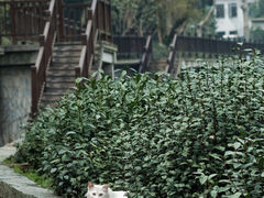 -虎跑公园