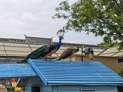 -有喜胶东小馆(太申祥和店)