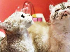 -猫色咖啡·猫咖