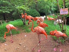 -青岛森林野生动物世界