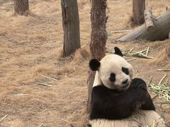 -西霞口神雕山野生动物世界