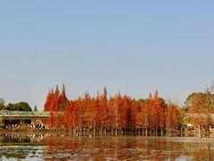 -白鹭湾湿地公园