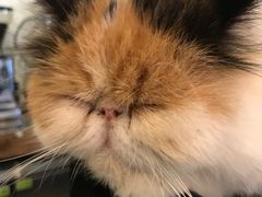 -吉丁鸟咖·异宠·寄养
