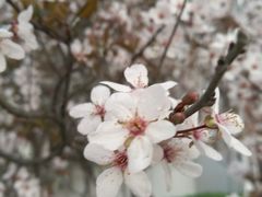 -云海肴·云南小炒·汽锅鸡(天津国金汇店)