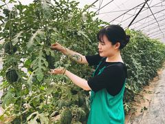 -庞各庄西瓜蔬菜采摘园·锦华瓜园