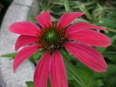 -稻香村(文殊院旗舰店)