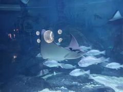 -烟台海昌鲸鲨海洋公园