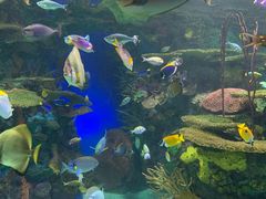-瑞普利水族馆