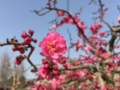 -秀丽东方
