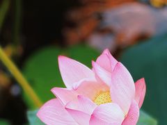 -荔湾湖公园