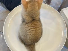 -有喵·猫咖·狗咖·40+猫狗有小奶狗(岗厦店)