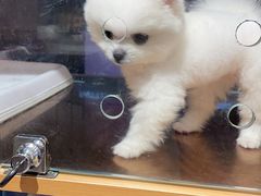 -FAELING PETS美天灵宠物(富力广场店)